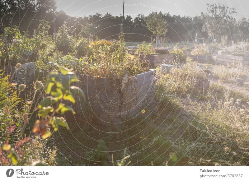 Beflanztes Hochbeet in Urban Gardening Projekt Beet Garten Park Kräuter gärtnern Kisten Pflanze Gemüse Busch Pflanzen Gras Zierpflanzen Außenaufnahme