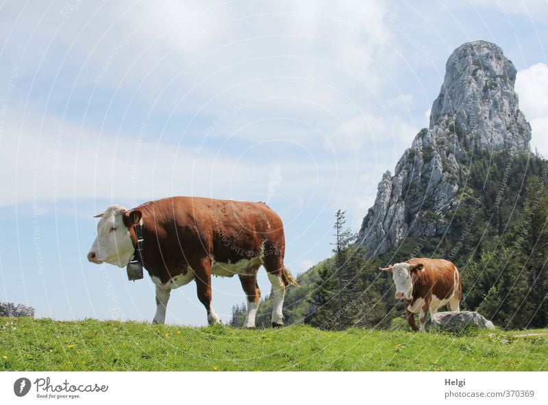 AST6 Inntal | Q-walk... Umwelt Natur Landschaft Pflanze Himmel Wolken Frühling Schönes Wetter Gras Wiese Berge u. Gebirge Gipfel Tier Nutztier Kuh 2 Kuhglocke