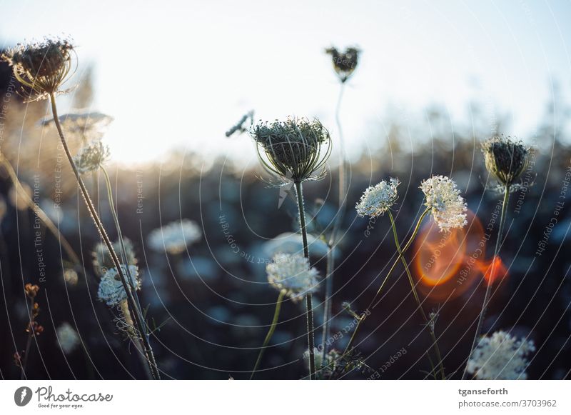 Wilde Möhre Wildpflanze Farbfoto Außenaufnahme Blüte Schwache Tiefenschärfe Sommer Nahaufnahme Blume Natur Wiese Feld Blühend Umwelt weiß Tag Menschenleer grün