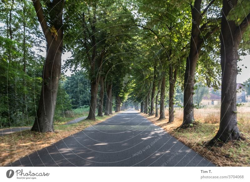 Brandenburg Allee bäume" Baum Natur Wege & Pfade Straße Landschaft Außenaufnahme Menschenleer Farbfoto Zentralperspektive Verkehrswege Textfreiraum unten