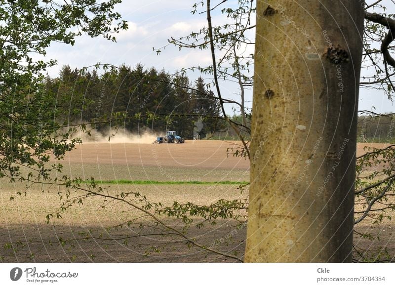 Trecker pflügt Feld am Waldrand Baum Bäume Landwirtschaft Sommer Staub Tannen Buche Baumstamm ländlich Arbeit Hitze Einsamkeit Grün Natur Naturschutzgebiet