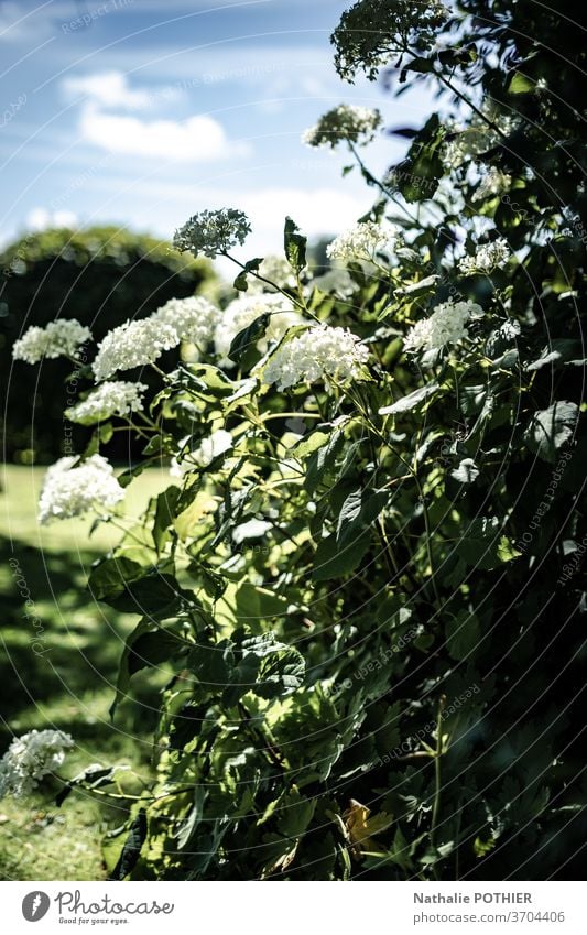 Wunderschöner Garten im Sommer mit weißen Hortensien Blume Bäume Blumenbeete Gartenarbeit Gras außerhalb Frühling Saison Pflanze Park Landschaft Gärtner