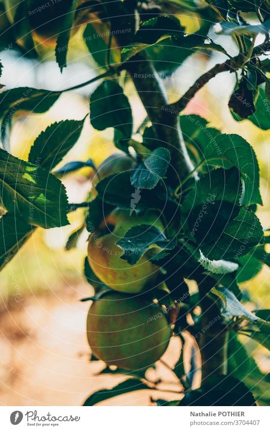 Äpfel auf Apfelzweig im Garten Ast Obstgarten Frucht Sommer Blätter sonnig Ackerbau saisonbedingt Schonung produzieren Zweig Pflanze Ernte Baum Außenaufnahme