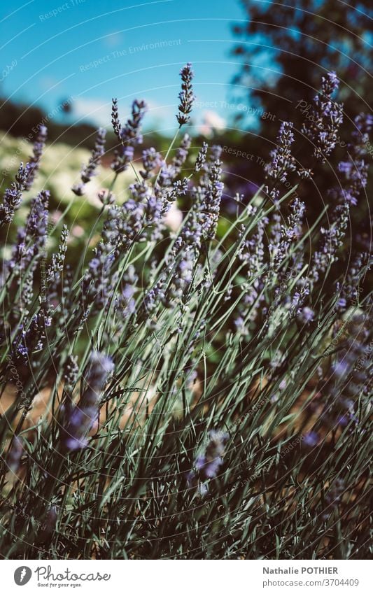 Landschaft mit Lavendel im Sommer und verschwommenem Hintergrund Unschärfe purpur Nahaufnahme Blume Europa Provence außerhalb Pflanze lebhaft Therapie bunt