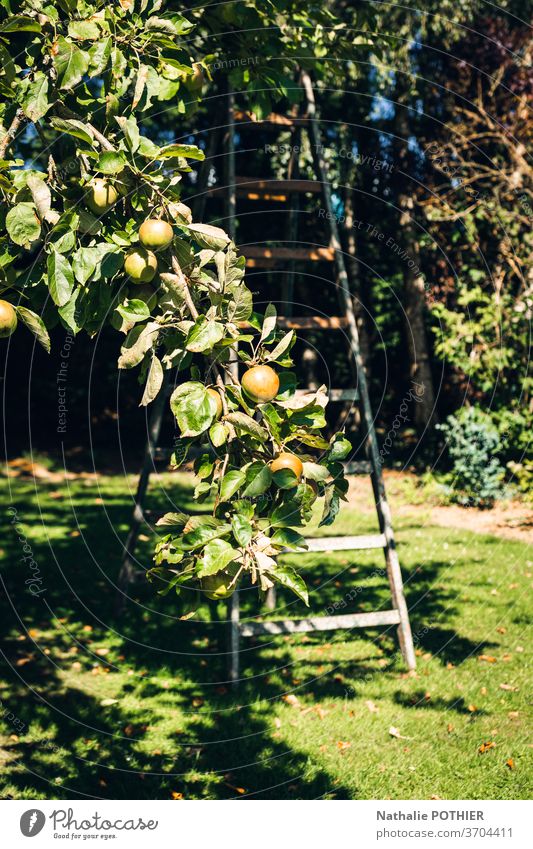 Alte Holzleiter im Obstgarten im Sommer Apfel Apfelbaum Laufmasche hölzern alt Gartenarbeit ländlich ruhig Baum im Freien Ernte Bauernhof Land Frucht