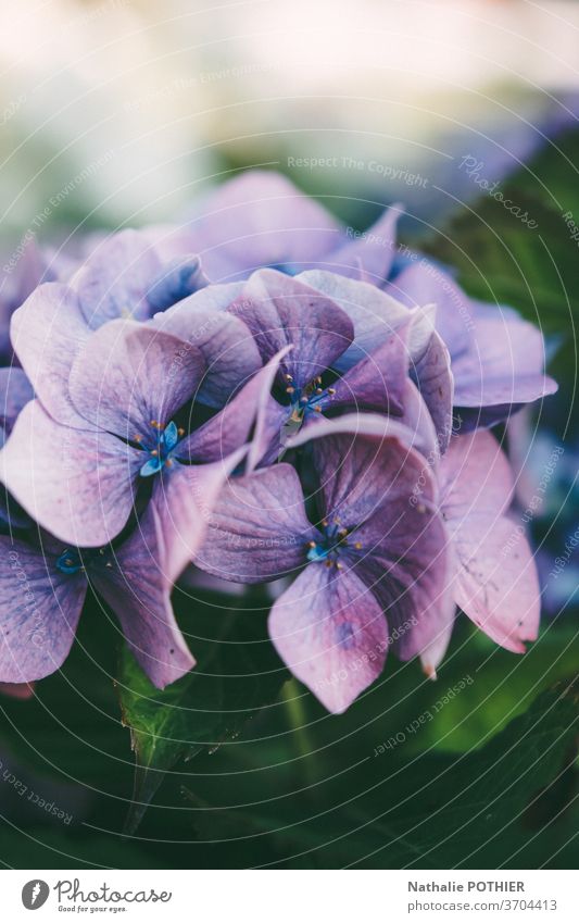 Rosa und violette Hidrangea im Garten im Sommer Hortensie Blume Blumen Blütenblätter farbenfroh Blütezeit purpur Blätter Nahaufnahme Hortensien pulsierend