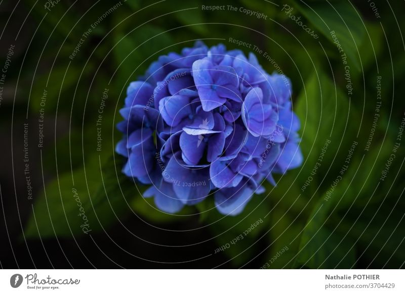 Blaue Hidrangea im Garten im Sommer Hortensie Blume Blumen Blütenblätter farbenfroh Blütezeit blau Blätter Nahaufnahme Hortensien pulsierend Details Pflanzen