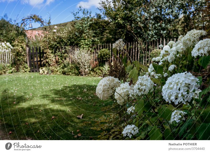 Wunderschöner Blumengarten mit kleinem Holztor und Haus im Hintergrund Garten hölzern Gate Cottage Bäume Blumenbeete Gartenarbeit Sommer Gras Rasen bunt