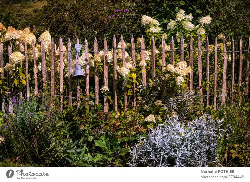 Wunderschöner Blumengarten mit weißen Hortensien und Holzzaun Garten Zaun hölzern Blumenbeete Gartenarbeit Sommer bunt außerhalb Frühling Saison Pflanze Park