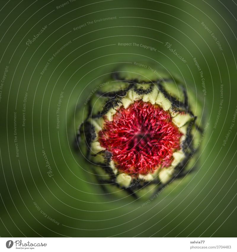 Blütenöffnung einer Zinnie aus der Vogelperspektive Natur Knospe Makroaufnahme Blume Pflanze Nahaufnahme Garten wachsen Schwache Tiefenschärfe natürlich