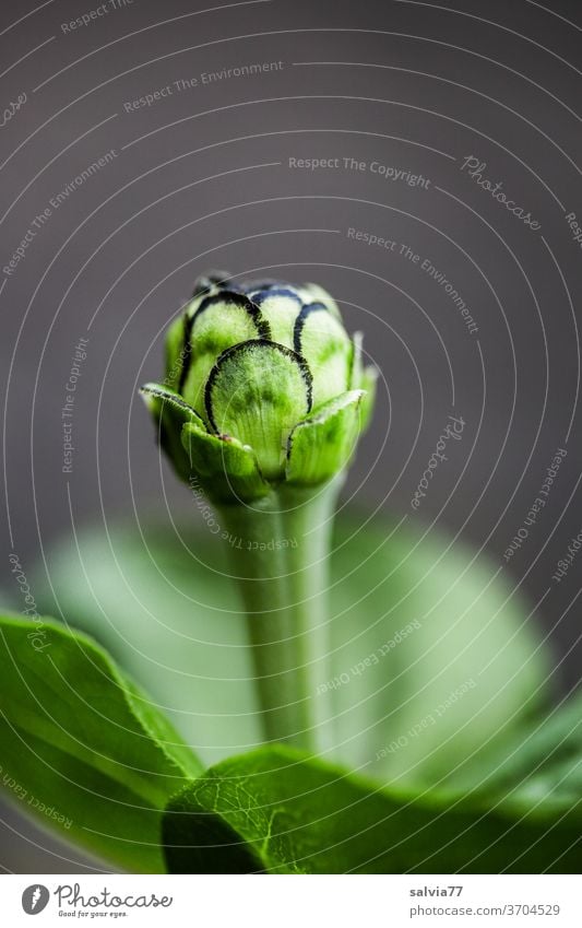 grüne Blütenknospe der Zinnie Blume Pflanze Hintergrund neutral Frühling Natur Knospe Wachstum Sommer Makroaufnahme Menschenleer grau Freisteller