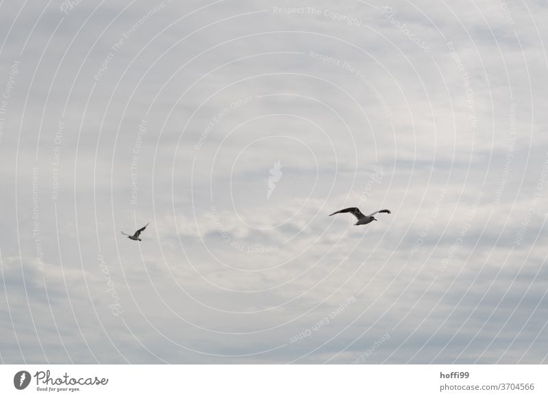 die Möwen fliegen aneinander vorbei Möwenvögel Schwarm Himmel Wolken Vogel Wildtier Tier Tiergruppe Freiheit Küste Wildvogel seevogel Meer Flügel Ostsee Nordsee