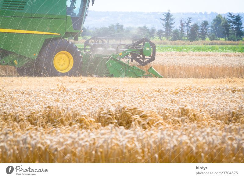 Mähdrescher bei der Getreideernte. Getreidefeld mit reifem Weizen, Agrarlandschaft Ernte heiß Erntezeit Arbeit Landwirtschaft Sommer ernten Staub Kornfeld