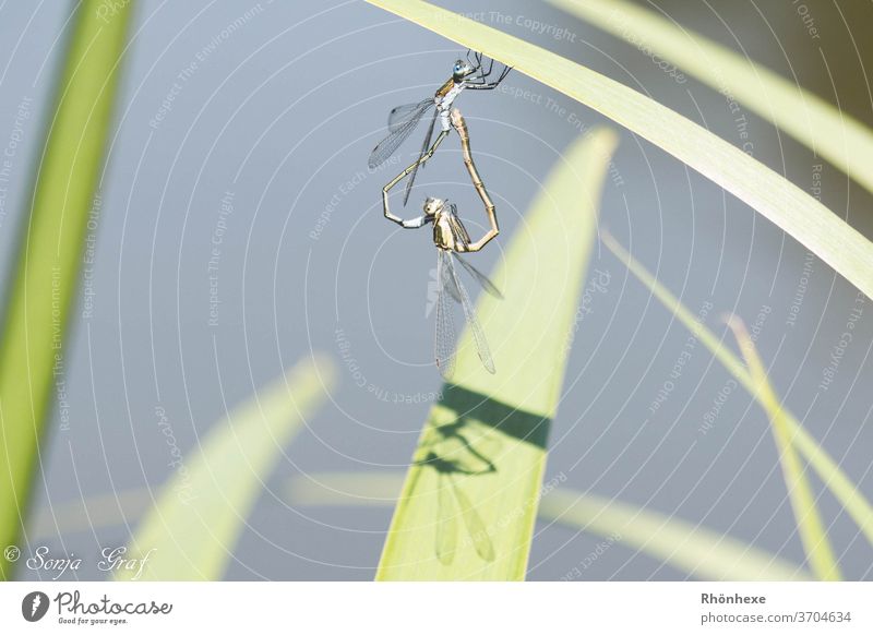 Libellen beim Liebesakt im Schilff Insekt Makroaufnahme grün Farbfoto Natur Menschenleer Tier Außenaufnahme Sommer mehrfarbig Libellenflügel Umwelt sitzen Tag