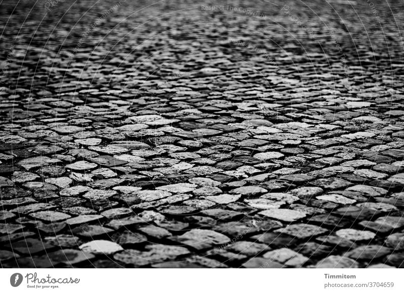 Trockene Pflastersteine Fugen Licht Schatten Platz Außenaufnahme Menschenleer Kopfsteinpflaster Strukturen & Formen trocken Schwarzweißfoto