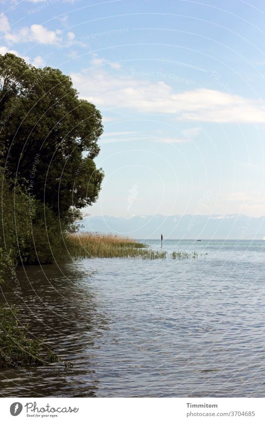 Den See hören und genießen Bodensee Wasser Ufer Strand Wellen Gräser Schilf Baum Natur Reflexion & Spiegelung Himmel Wolken blau weiß grün Berge Außenaufnahme