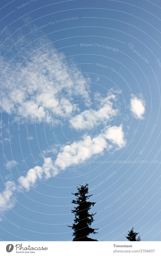 Himmel, Wolken und Baumspitzen blauer Himmel Formation Blauer Himmel Schönes Wetter Außenaufnahme Menschenleer Natur