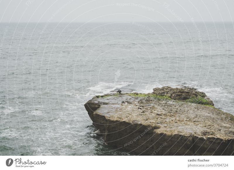 La Jolla Kalifornien Küste USA Farbfoto Natur Ferien & Urlaub & Reisen Sommer blau Tag amerika Amerika Landschaft Bucht Felsen Meer Wasser Himmel Pazifik Wellen