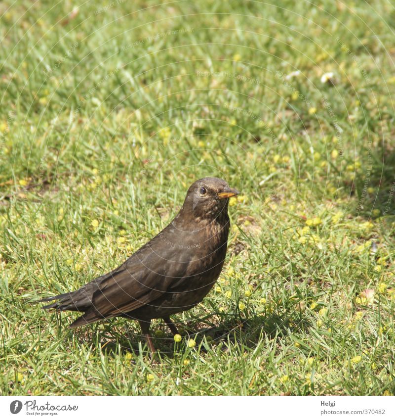 Helgiland | Frau Amsel... Umwelt Natur Pflanze Tier Frühling Garten Wiese Wildtier Vogel Drossel Singvögel 1 beobachten Blick stehen warten authentisch klein