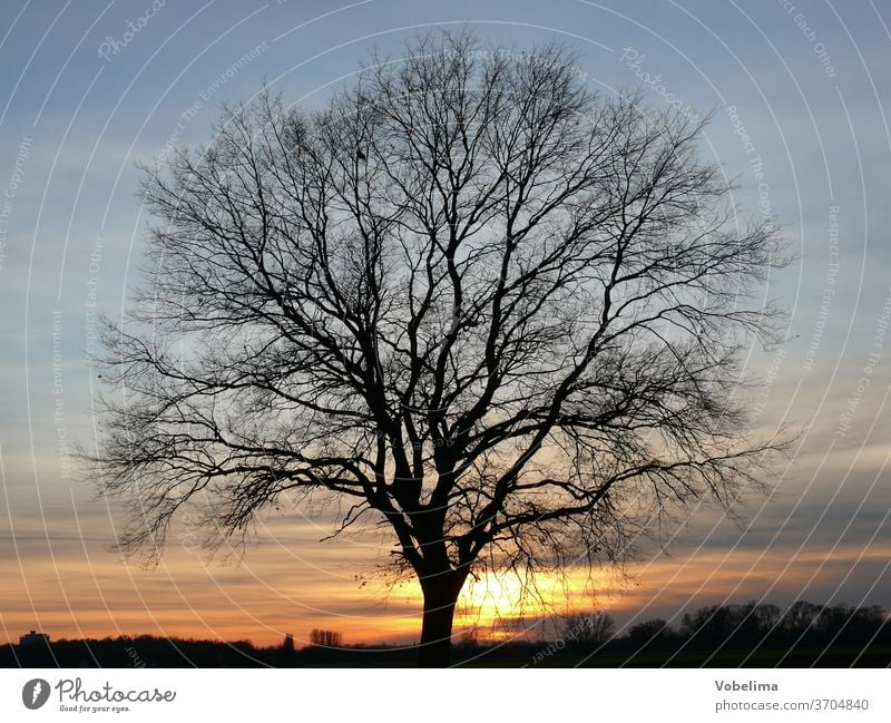 Eiche bei Sonnenuntergang abend abenddämmerung abendhimmel abends eiche natur sonnenuntergang baum abendsonne landschaft