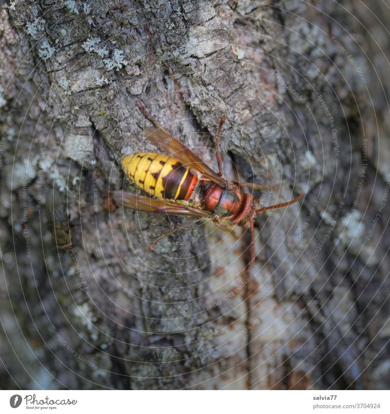 Hornisse und Fliege Insekt Natur Tier Flügel Nahaufnahme Farbfoto Menschenleer Facettenauge Baumstamm Rinde Wespe Vespa crabro Makroaufnahme insektensterben