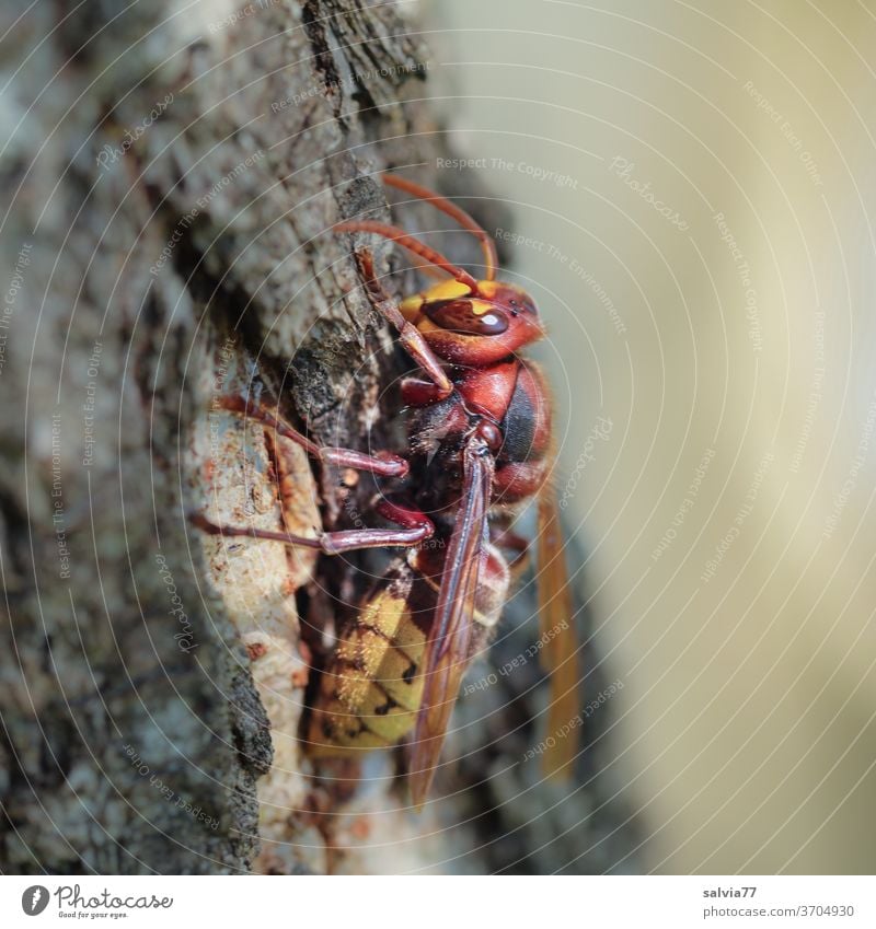 Hornisse ganz nah Wespe Vespa Insekt Makroaufnahme Natur Rinde Baum Nahaufnahme Tier Schwache Tiefenschärfe 1 Flügel Tierporträt Fühler Facettenauge