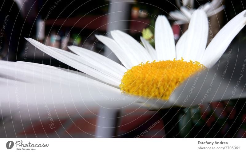 Gänseblümchen Nahaufnahme Gänseblümchenblüten Gänseblümchenblume Makro Schuss Natur Blume Blüte Blühend Pflanze gelb weiß Farbfoto Blumen Außenaufnahme Sommer