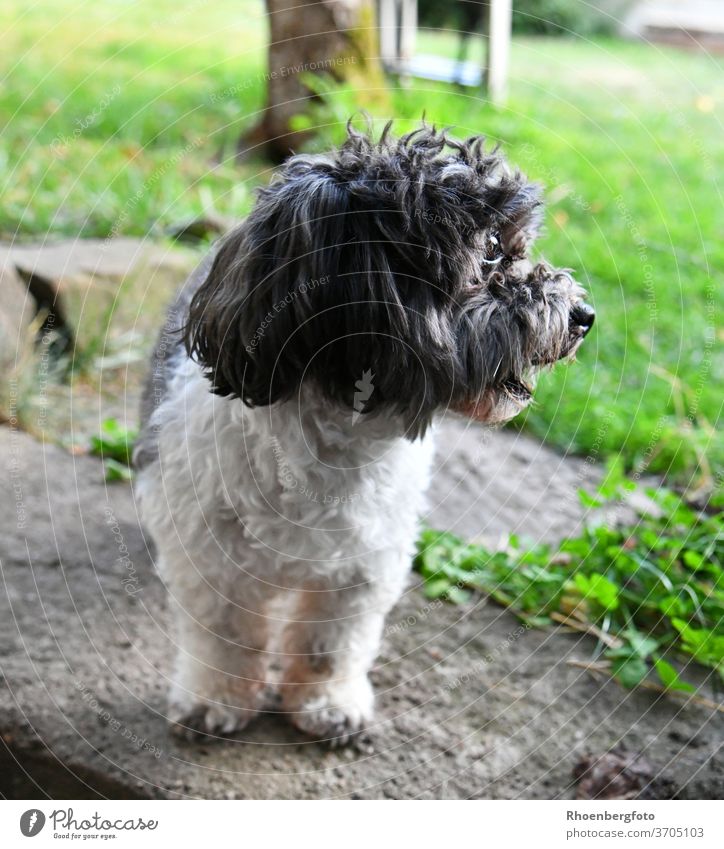 niedlicher zotteliger Hund schaut in die Ferne blick schauen haustier ferne schwarz weiß garten Außenaufnahme Tag Garten Gras Tierporträt grün freund schwanz