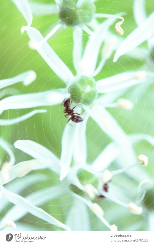 Alleingang Umwelt Natur Pflanze Tier Sommer Blume Blatt Blüte Nutzpflanze Garten Park Wiese Blühend Duft krabbeln leuchten frisch hell schön klein natürlich