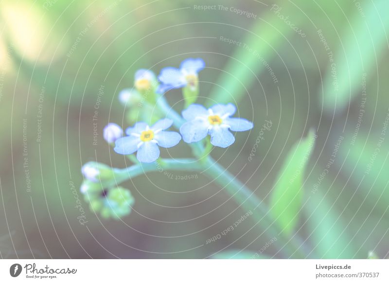 Balume Umwelt Natur Pflanze Sommer Blume Gras Blatt Blüte Wildpflanze Wiese Feld Blühend Duft leuchten dünn authentisch schön klein natürlich blau grün Farbfoto