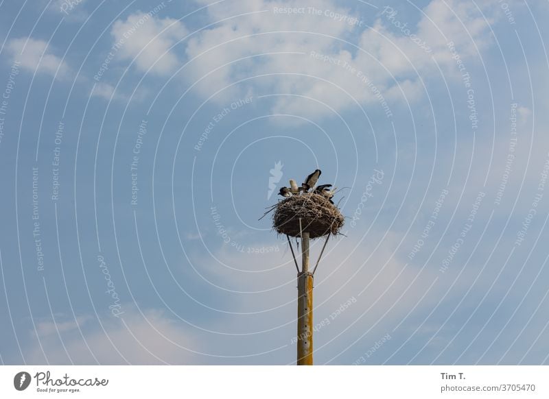 Störche beim fressen ? Storch Störche im Nest Vogel Tier Himmel Wildtier Farbfoto Außenaufnahme Tag Natur Menschenleer Textfreiraum oben Horst Nestbau Sommer