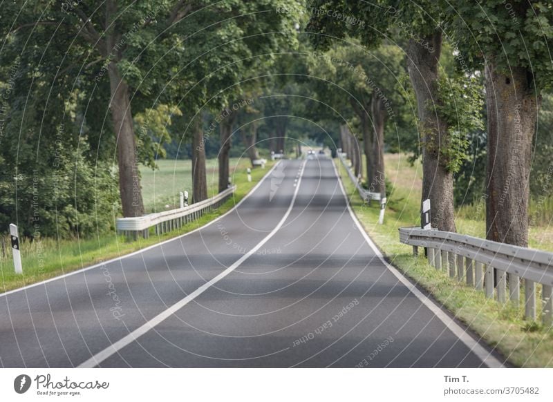 auf dem Beifahrersitz durch Brandenburg Allee Straße Baum Wege & Pfade Außenaufnahme Landstraße Tag Verkehrswege Menschenleer Farbfoto Landschaft