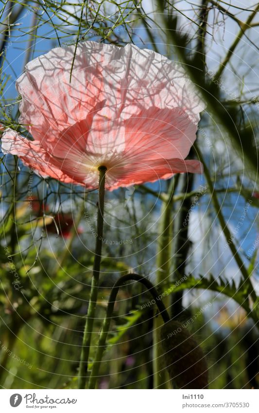 Klatschmohn Papaver Rhoeas im Gegenlicht Mohn Blütenblätter einjährig Multicolor Farbspiel Kulturform Ziermohn Blume Mohnsorten Schattenspiel Maserung zart