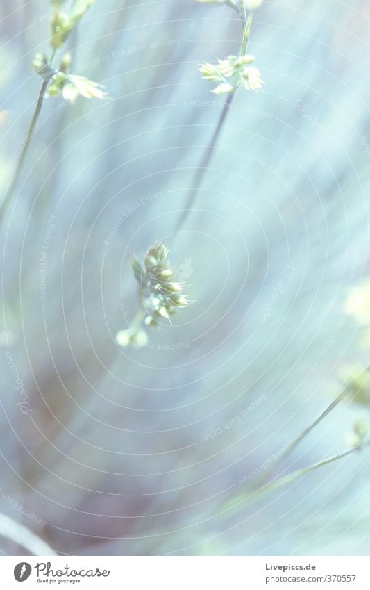 ICH & WIESE (und die cam. natürlich) Umwelt Natur Pflanze Sonnenlicht Sommer Gras Blatt Wildpflanze Wiese Blühend leuchten Wachstum ästhetisch frisch hell schön