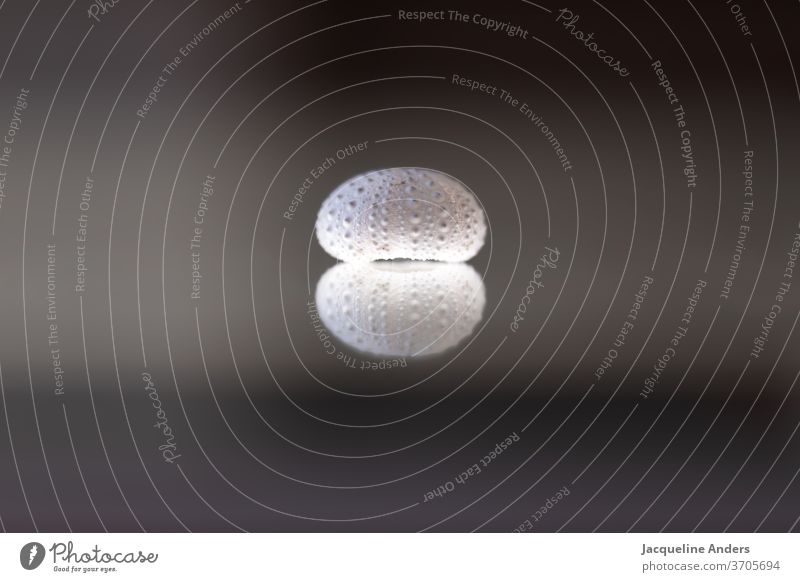 Spiegelung eines Seeigels Reflektion Oberfläche weiß Skelett Strukturen & Formen außergewöhnlich Nahaufnahme Seeigelskelett Formen und Strukturen Symmetrie