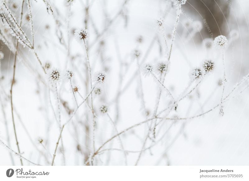 vereister Strauch im Winter Winterstimmung Wintertag Frost Baum gefroren kalt Eis Zweig Ast Schnee zerbrechlich erfrieren Kristallstrukturen Dezember