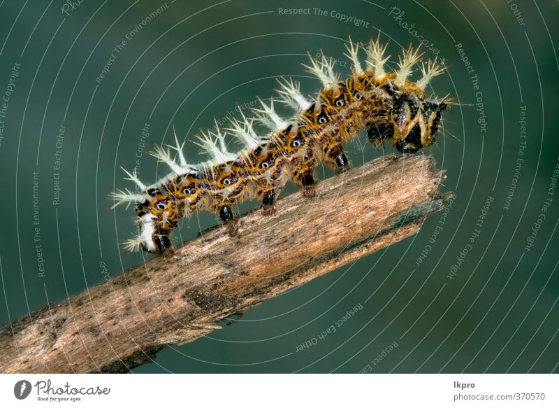 Illar der Papilionidae im Kopfast Sommer Garten Natur Weiche Behaarung wild blau braun gelb grau grün schwarz Farbe Raupe Ritterfalter Italien Holz Fleck Insekt