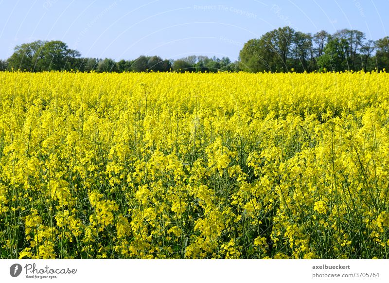 Raps oder Rapsfeld Feld gelb Landwirtschaft Ackerbau Pflanze ländlich Landschaft Ackerland Frühling Natur Blume Ernte Bauernhof Blüte Horizont Blütezeit Flora