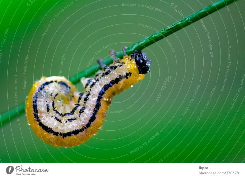 Raupe der Papilionidae im Kopfast fe Sommer Garten Natur Pflanze Weiche Behaarung Tropfen wild blau braun gelb grau grün schwarz Farbe Ritterfalter Italien Holz