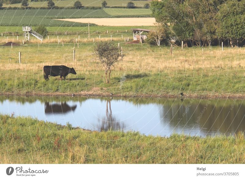 Idylle auf dem Land - schwarze Kuh auf einer Wiese an einem kleinen See mit Spiegelung Landschaft Natur ländlich Tier Außenaufnahme Weide Landwirtschaft Rind