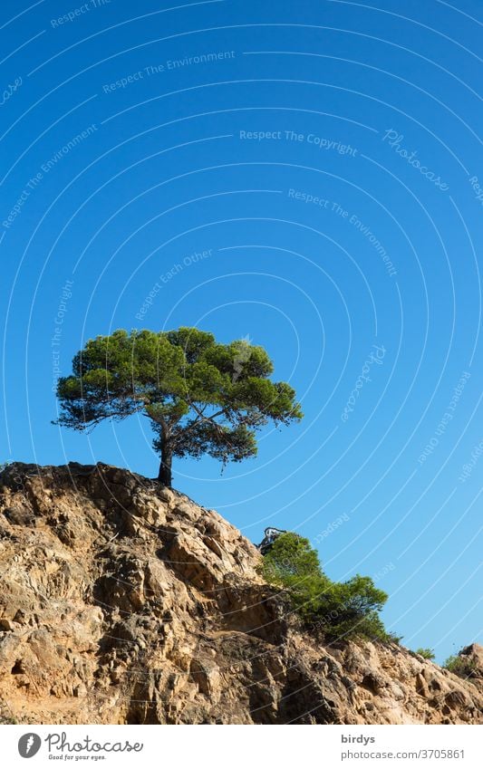 Baum ( Pinie ) auf einem nackten Felsen vor strahlend blauem Himmel Stein blauer Himmel wolkenloser Himmel Sonnenlicht anspruchslos Authentisch heiß