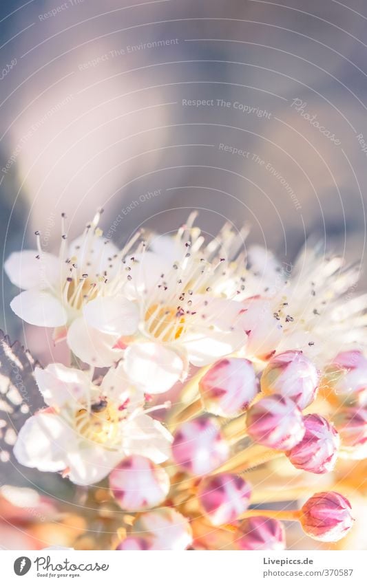 Unkraut Umwelt Natur Pflanze Sonne Sonnenlicht Sommer Blume Blatt Blüte Nutzpflanze Garten Park Blühend Duft leuchten ästhetisch hell schön weich Farbfoto