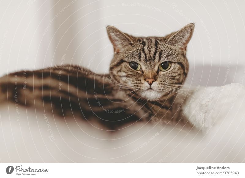 Katze schaut in die Kamera british kurzhaar Fell tabby Haustiere Rassekatze Britisch Kurzhaar Kratzbaum Bett Katzenbett Augen grün Portrait Katzenportrait