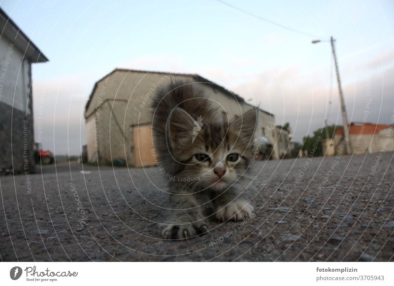 kleines Kätzchen streckt und reckt sich am frühen Morgen auf einer Dorfstraße Kätzchen Katze Katzenbaby katzenhaft strecken morgengymnastik Gymnastik Yoga