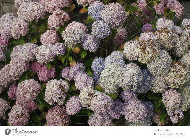 verblühte Hortensien Kugeln von oben fotografiert Hortensienblüte Blüte Blume Blühend Nahaufnahme Pflanze Garten Verblühte Hortensie Sommerblumen