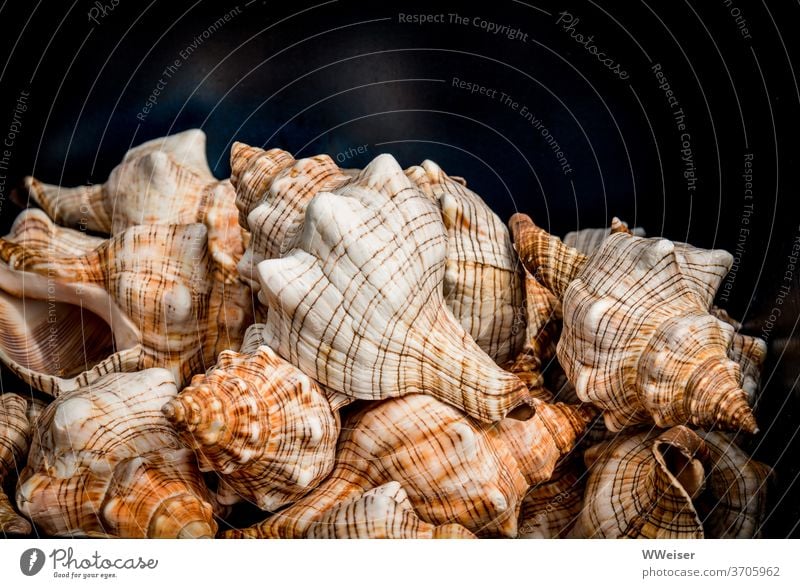 Viele Muscheln werden in einem Kasten angeboten Meeresschnecken Verkauf Souvenir Andenken Reiseandenken Mitbringsel Trapez-Bandschnecke Ferien & Urlaub & Reisen