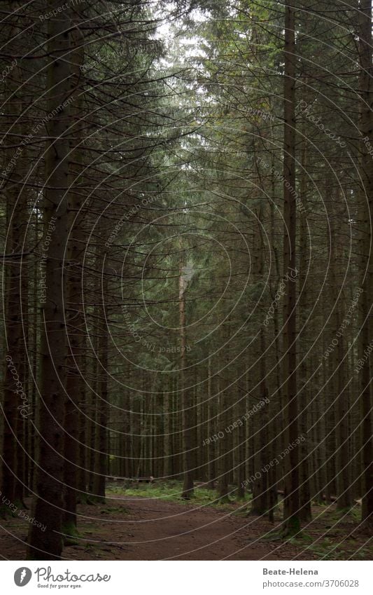 Waldeinsamkeit Ruhe Schatten Grün Spaziergang Einkehr Natur Außenaufnahme Landschaft Menschenleer Farbfoto Baum grün Licht ruhig Erholung Tannenbaum