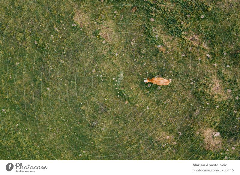 Luftaufnahme einer Kuh auf dem Feld bei Sonnenuntergang oben Antenne landwirtschaftlich allein angus Tier Hintergrund schön Rindfleisch braun Land Landschaft