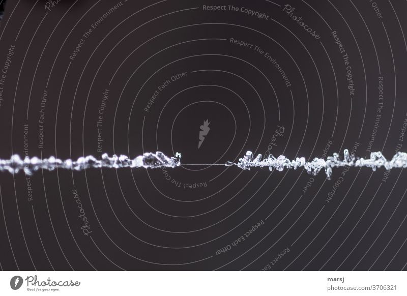 Zerreißprobe eines Spinnenfadens mit Eiskristallen umwachsen gefroren Belastung dünn echt kalt Natur Winter Frost Kristallstrukturen Makroaufnahme Außenaufnahme