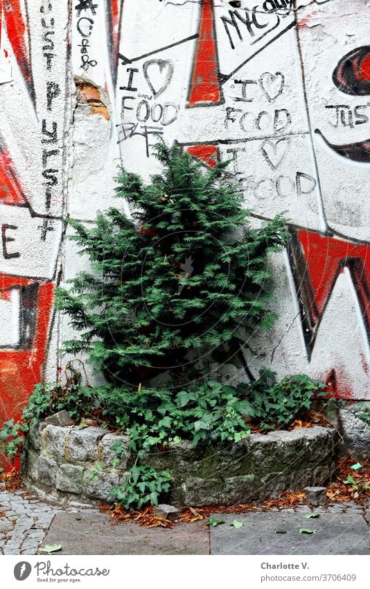 Stadtgrün I eingemauerte Konifere vor Graffiti Pflanze Natur Außenaufnahme Umwelt Bäumchen Farbfoto rot weiß Tag Efeu stadtgrün Grüne Stadt Schriftzeichen